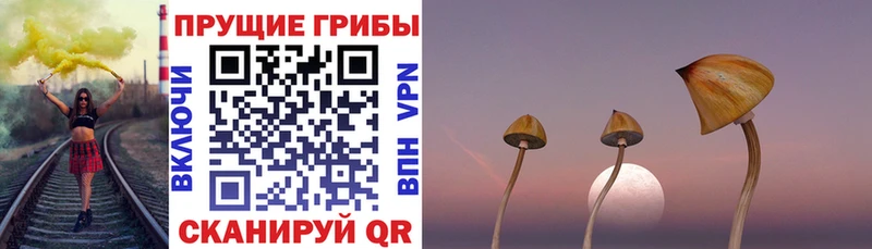 Псилоцибиновые грибы мицелий  Купить  Лодейное Поле 